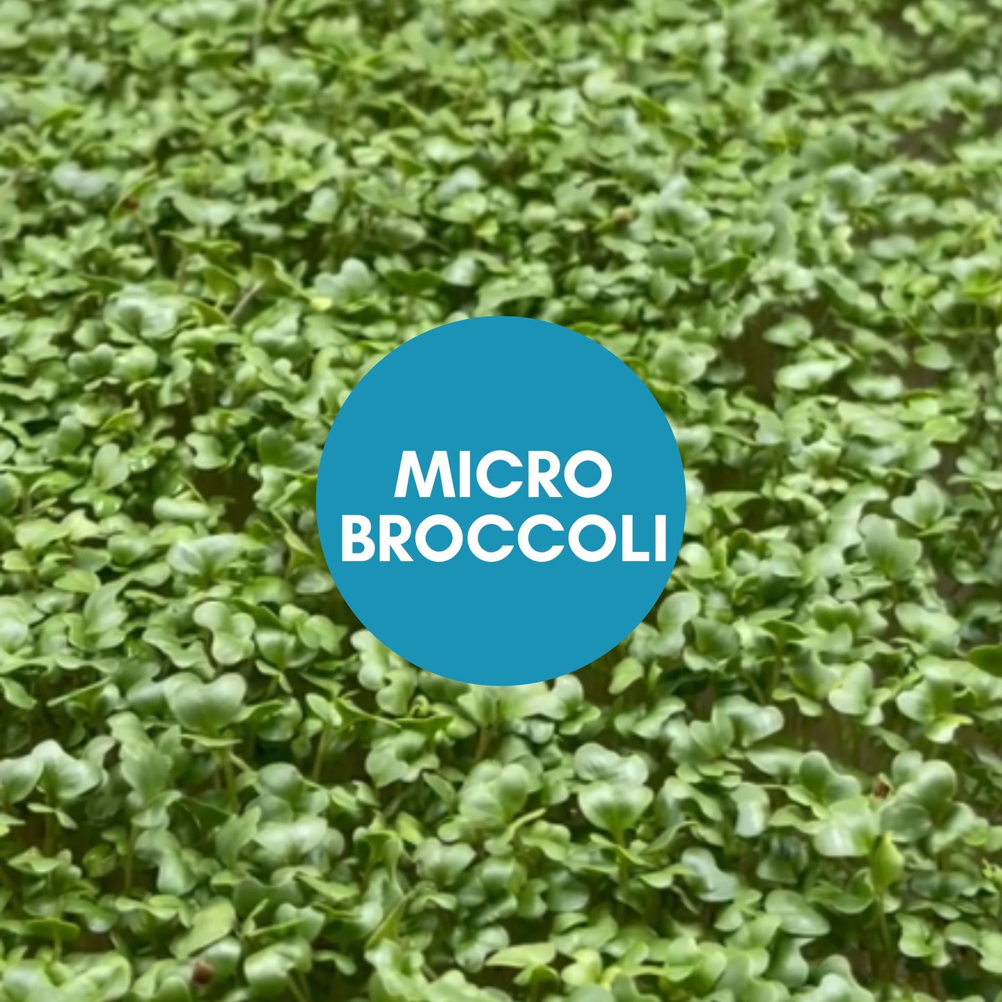 Microgreen Mix - for 1/25/25 Harvest & Delivery