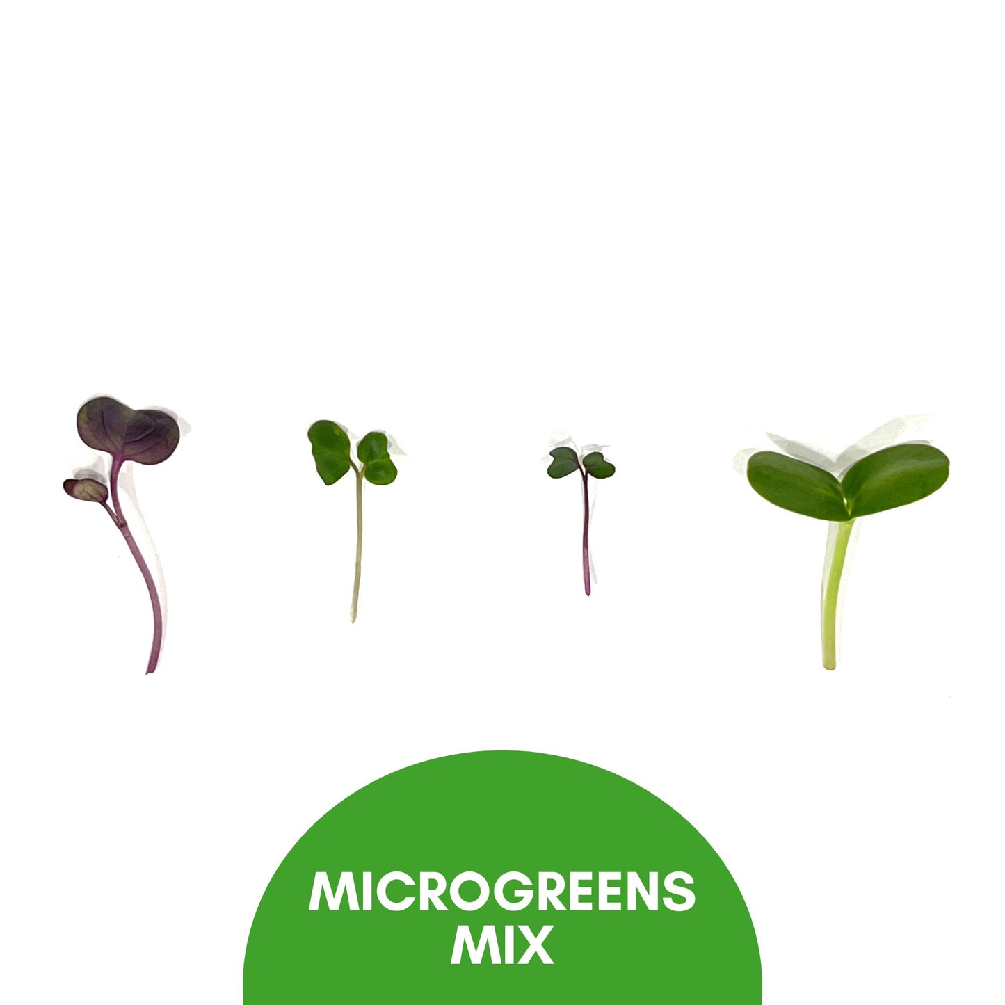 Microgreen Mix - for 1/25/25 Harvest & Delivery